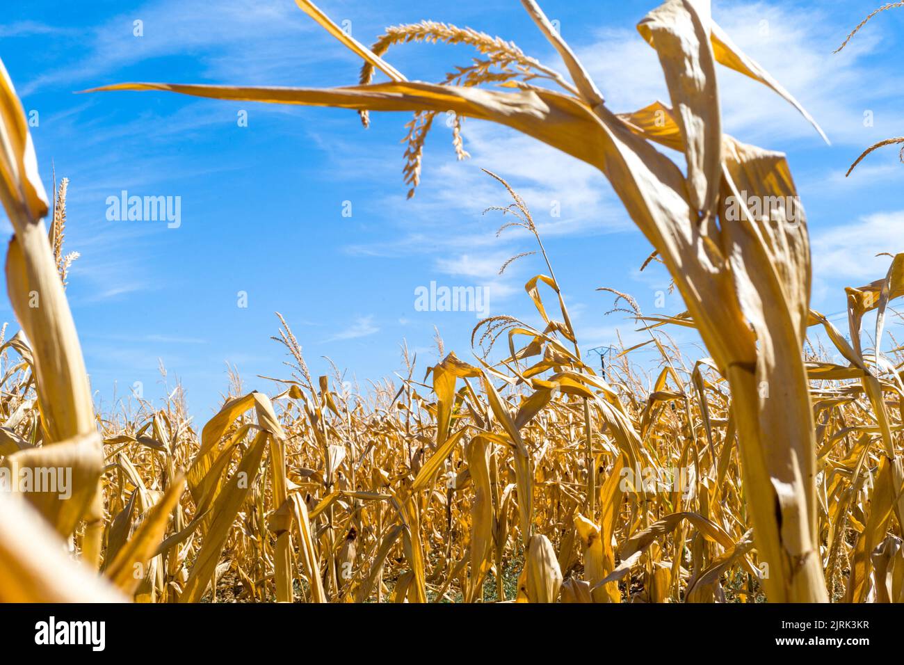 Corn stalks and cobs dried out by drought and climate change. France ...