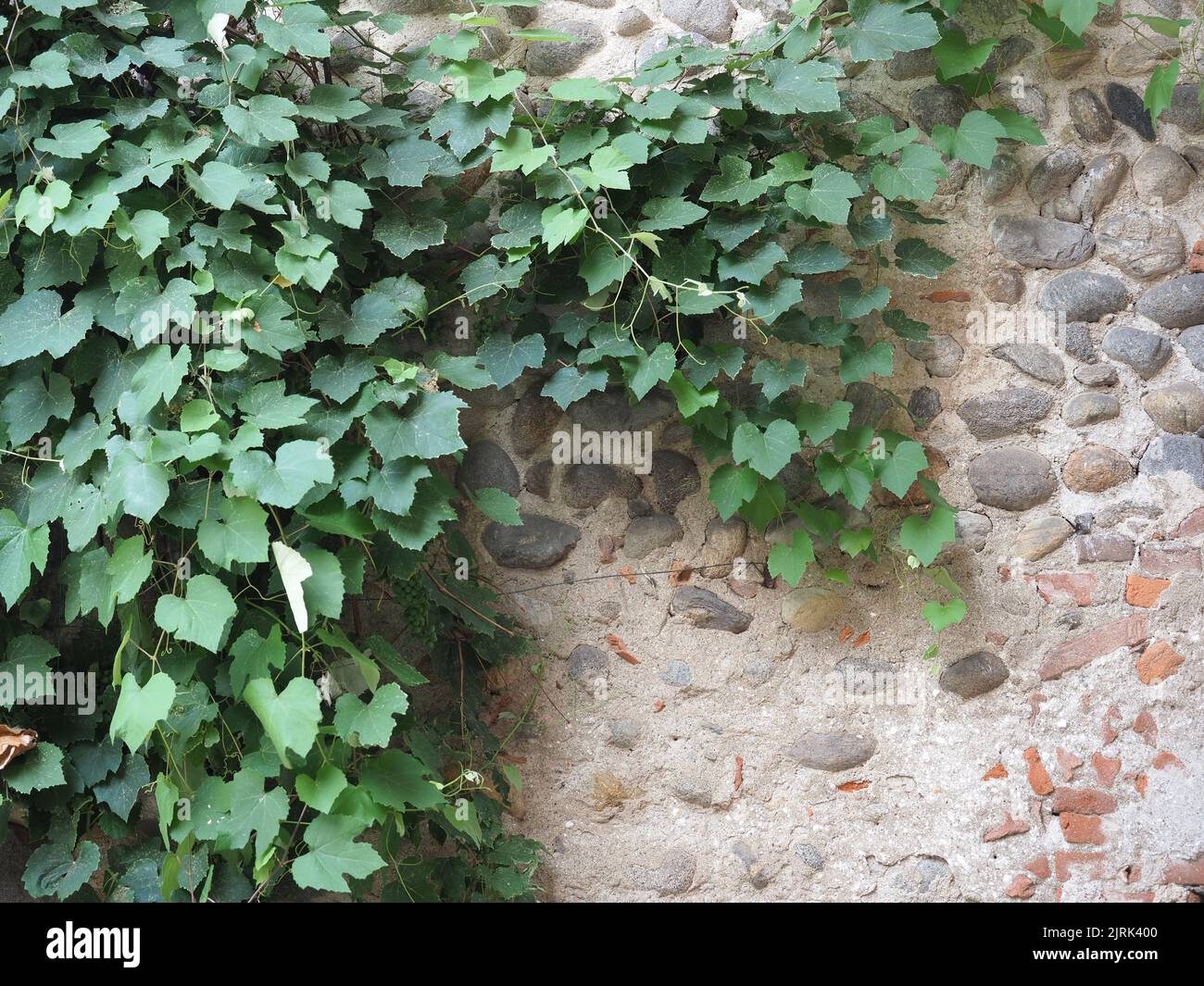 grapevine aka vine plant scientific name Vitis vinifera Stock Photo Alamy