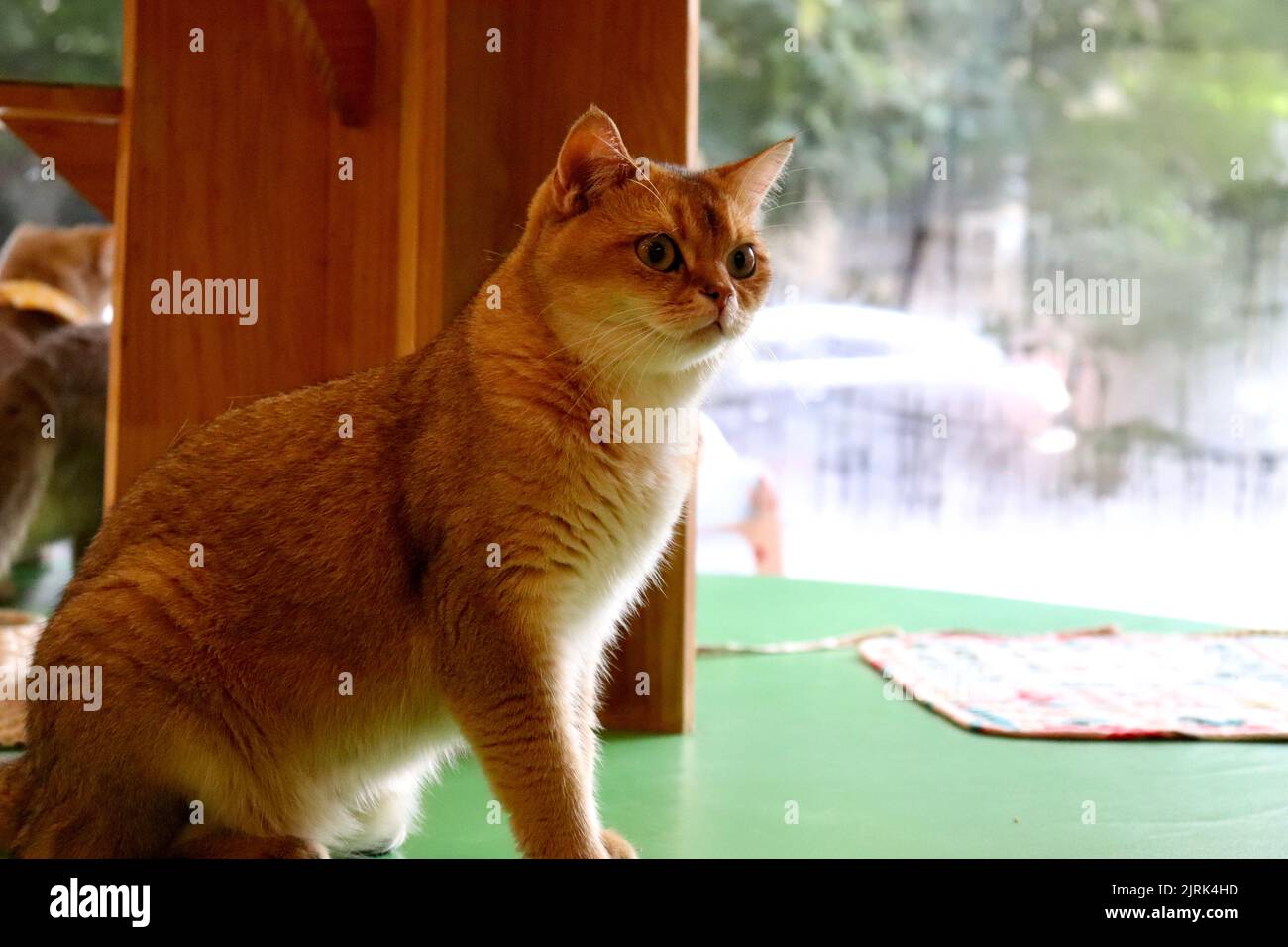 A closeup portrait of a cute fluffy cat in a yard Stock Photo - Alamy