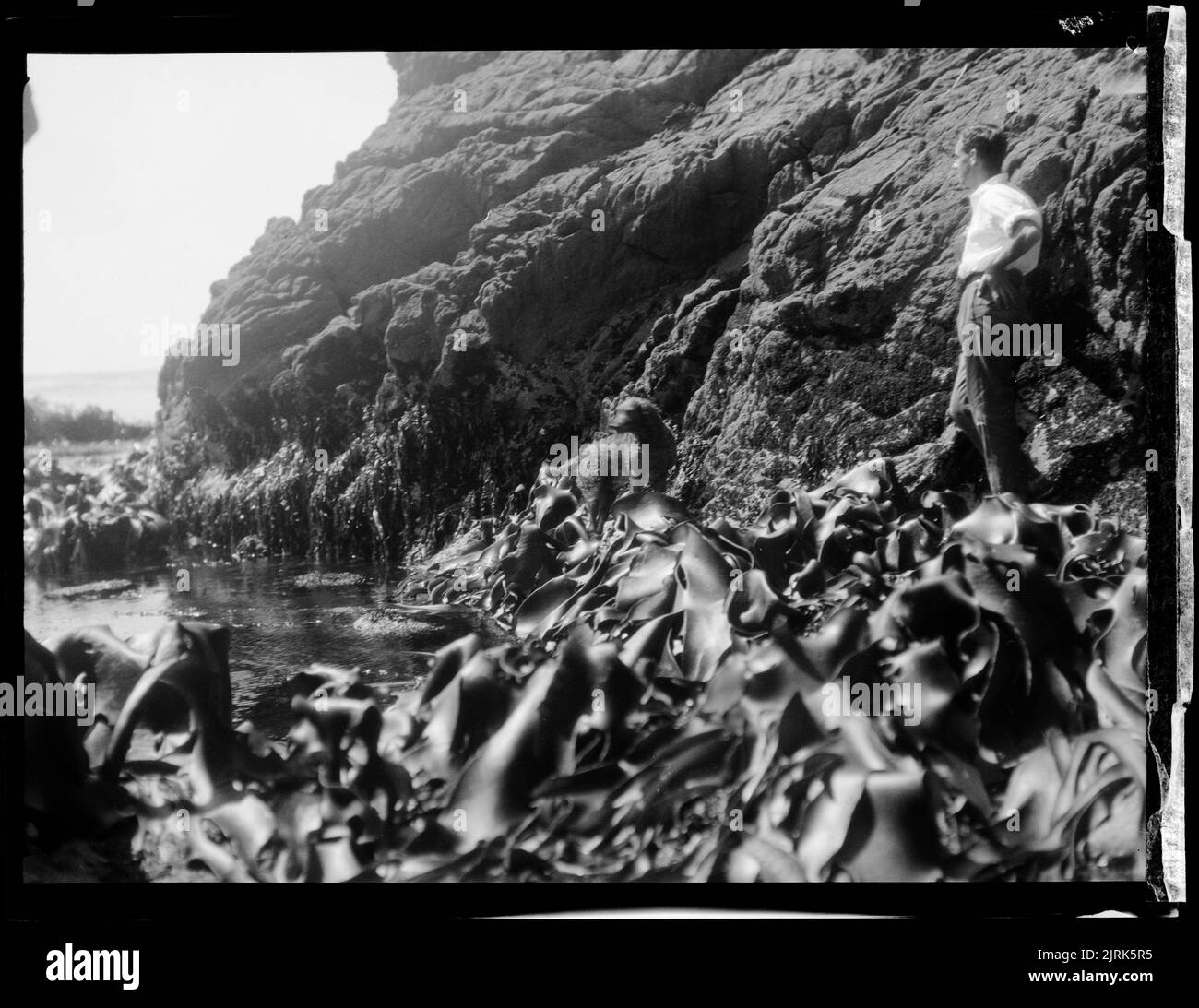 Rocky coast with seaweed, 1930-1931, Stewart Island, maker unknown. Stock Photo
