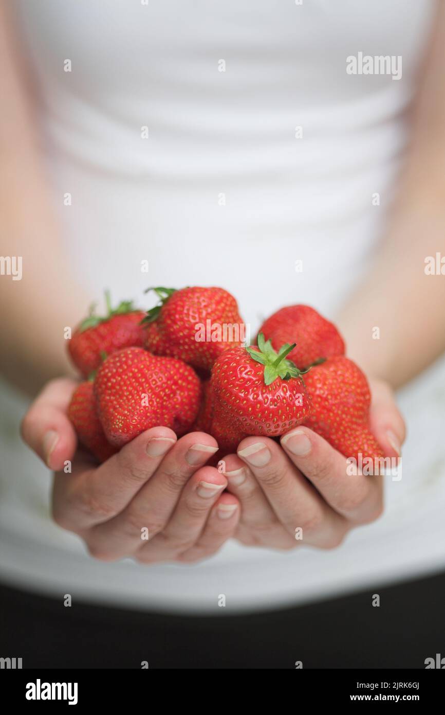 Field fresh strawberries - shallow dof Stock Photo