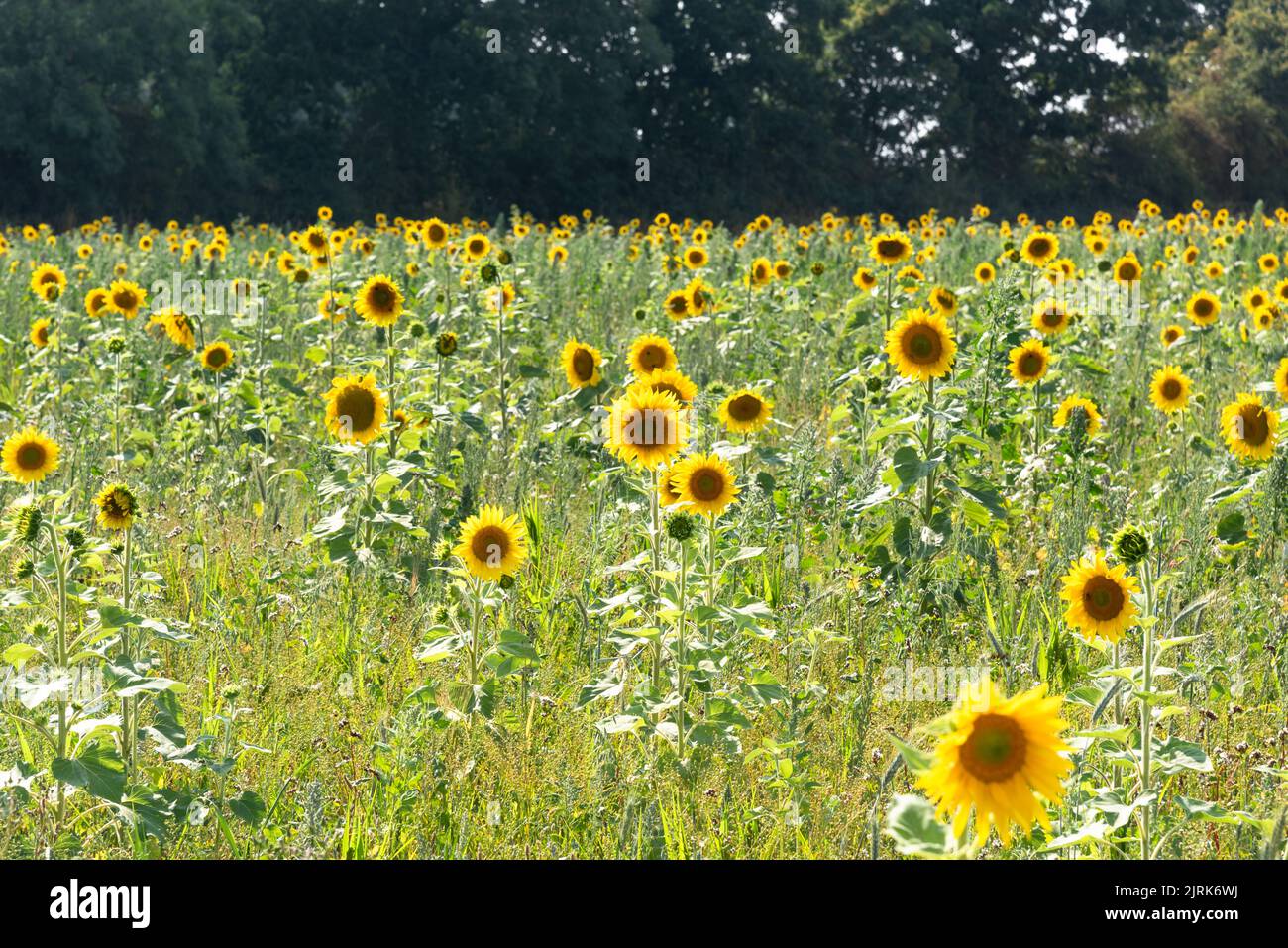 Field of Sunflowers in bloom Stock Photo - Alamy