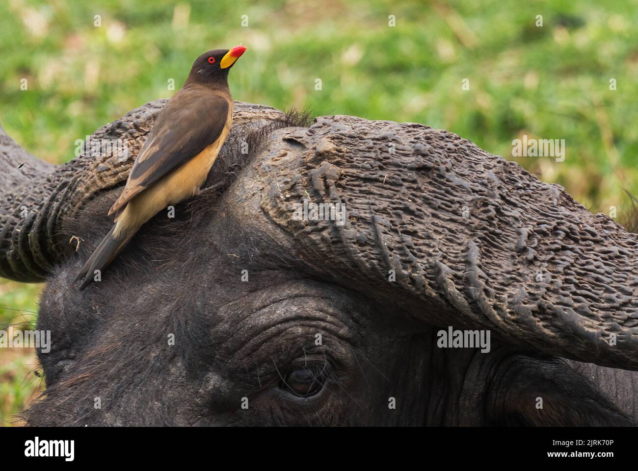 Yellow-billed Oxpecker - Buphagus africanus, colored perching bird from African savannahs and bushes, Uganda. Stock Photo