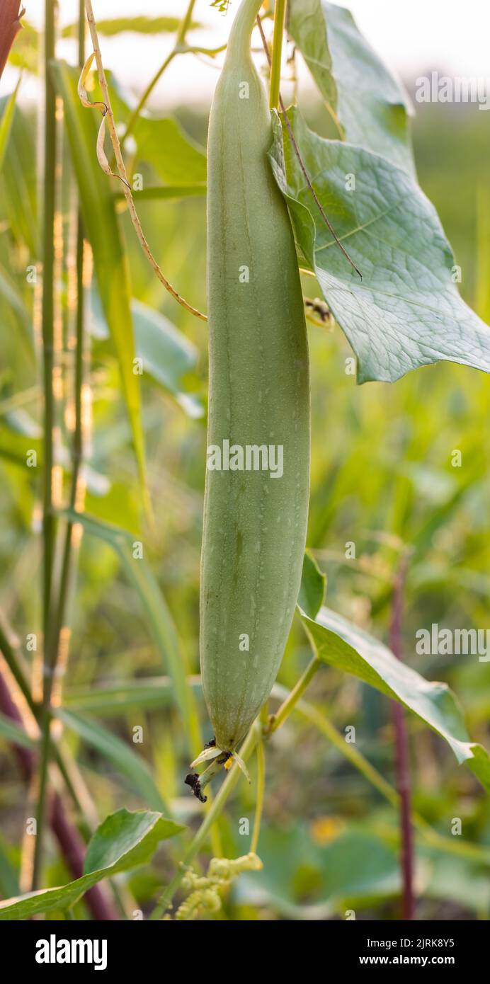 Young sponge gourd or luffa aegyptiaca vegetable growing inside of a farm Stock Photo
