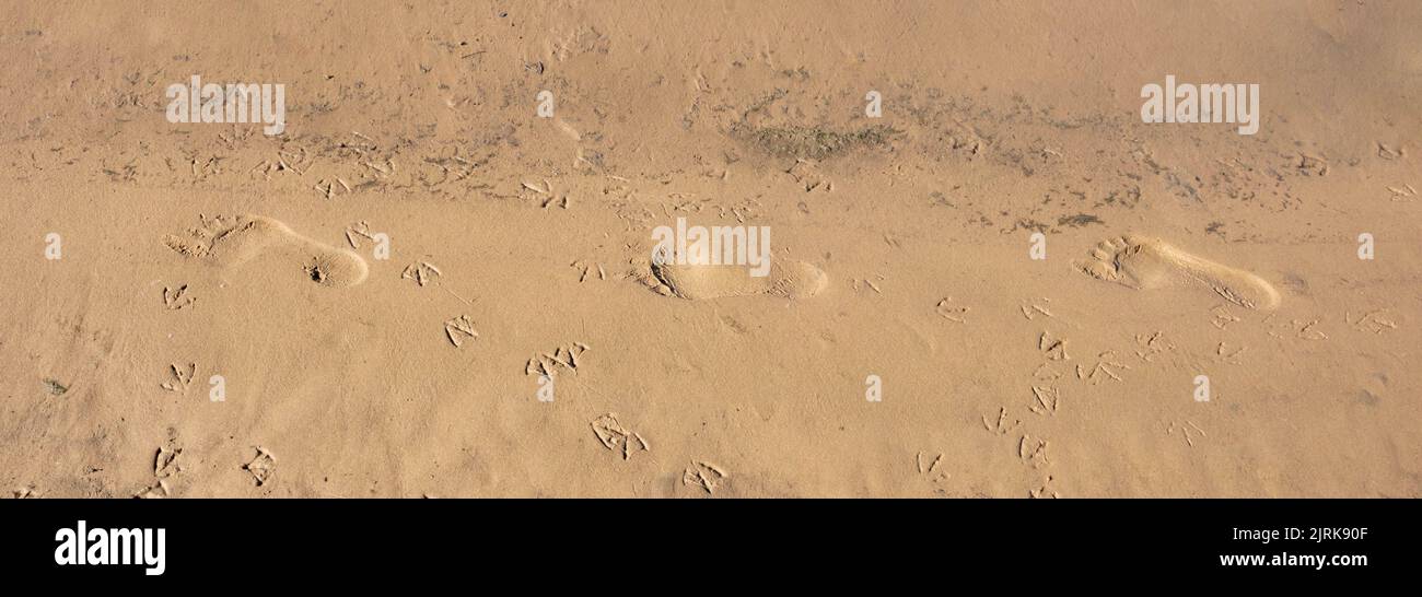 A chain of relief footprints, a trail of footprints of one person. The image of a lonely path in the sand. Stock Photo