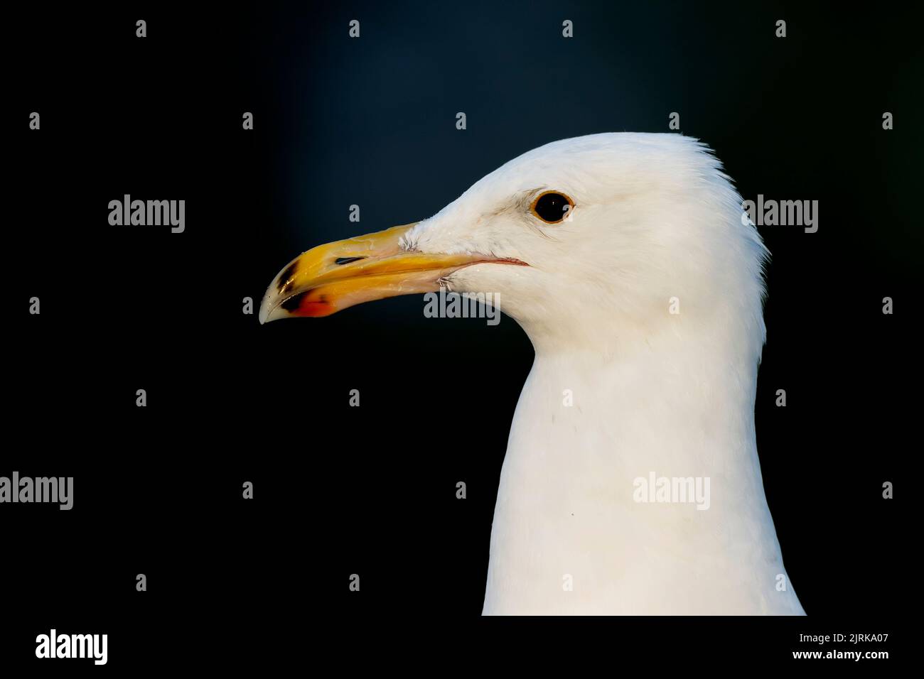 A portrait of a adult American Herring Gull (Larus smithsonianus Stock