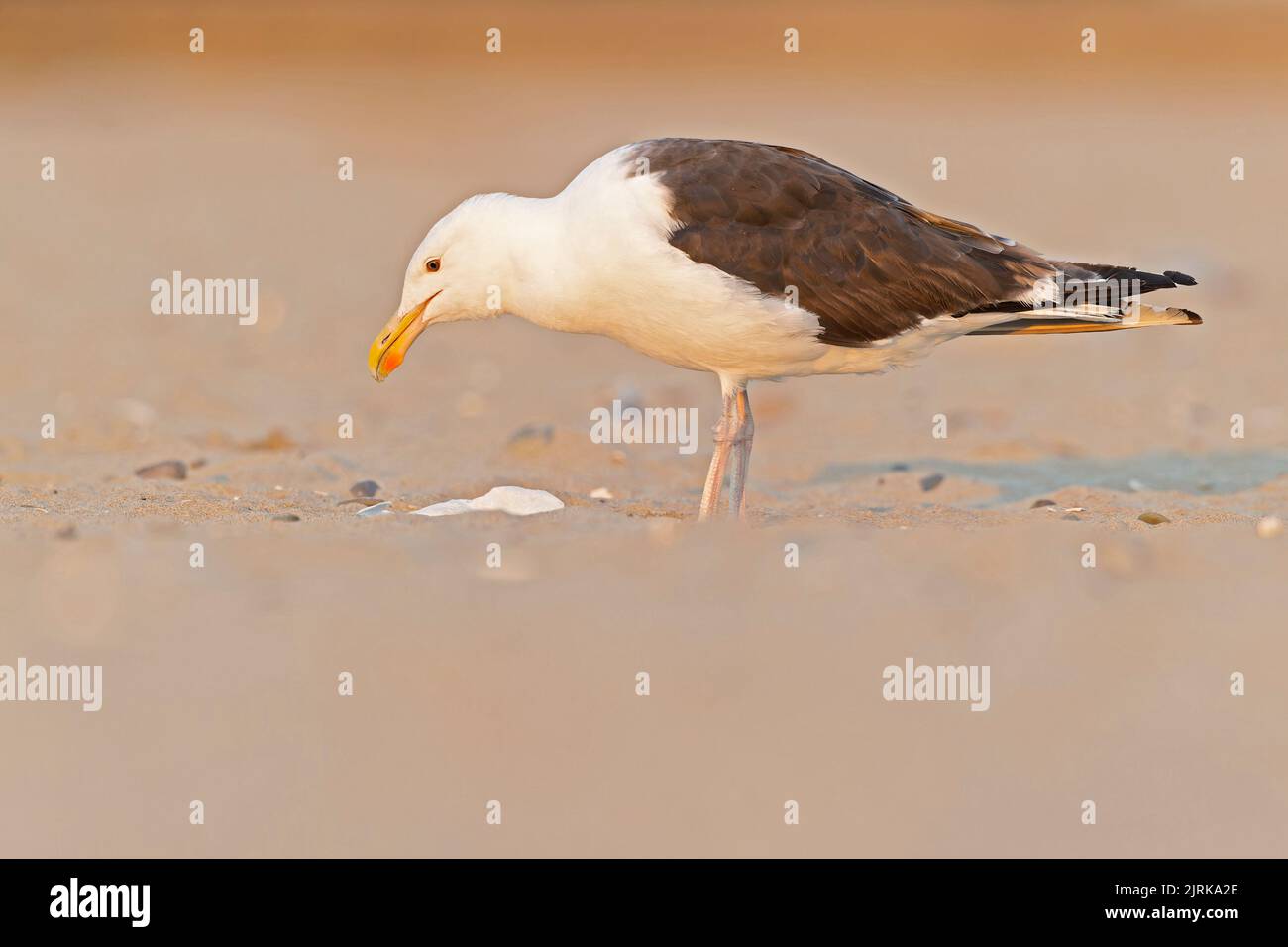 An adult great black-backed gull (Larus marinus) perched and foraging on the beach. Stock Photo