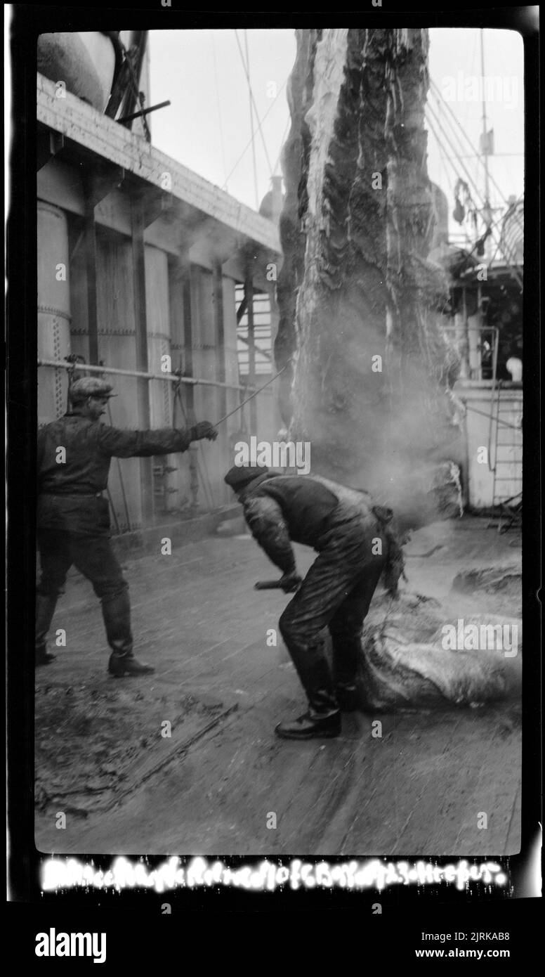 90 foot blue whale 90 foot blue whale hires stock photography and