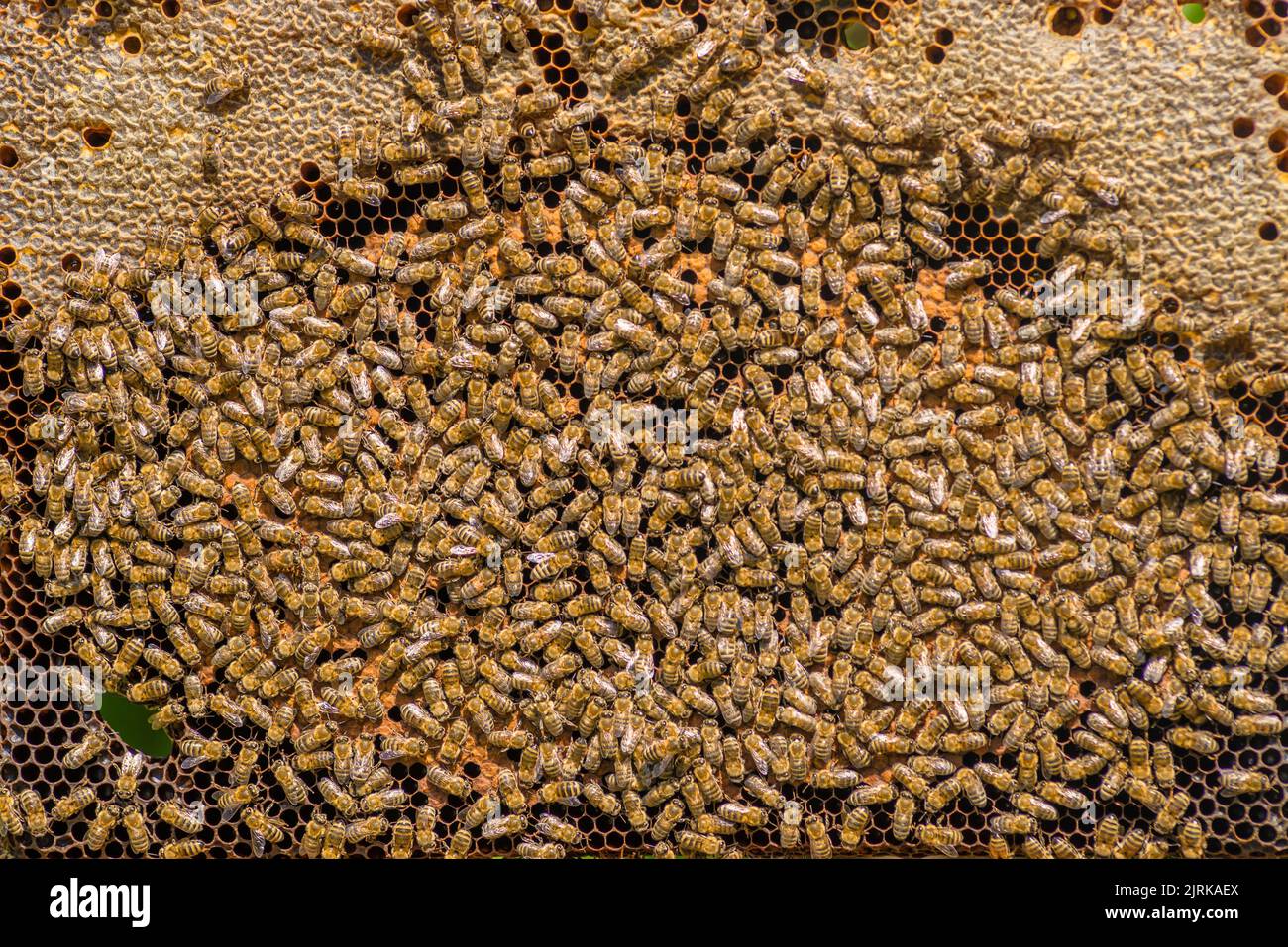 Beekeeper holding frame Background texture pattern section wax Bees ...