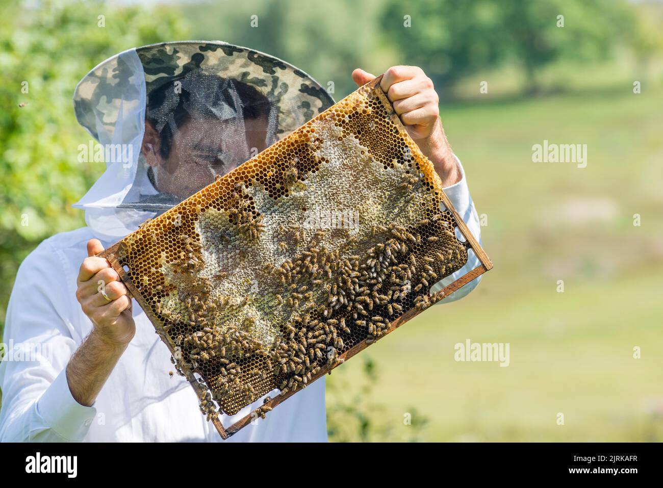 Beekeeper holding frame Background texture pattern section wax Bees