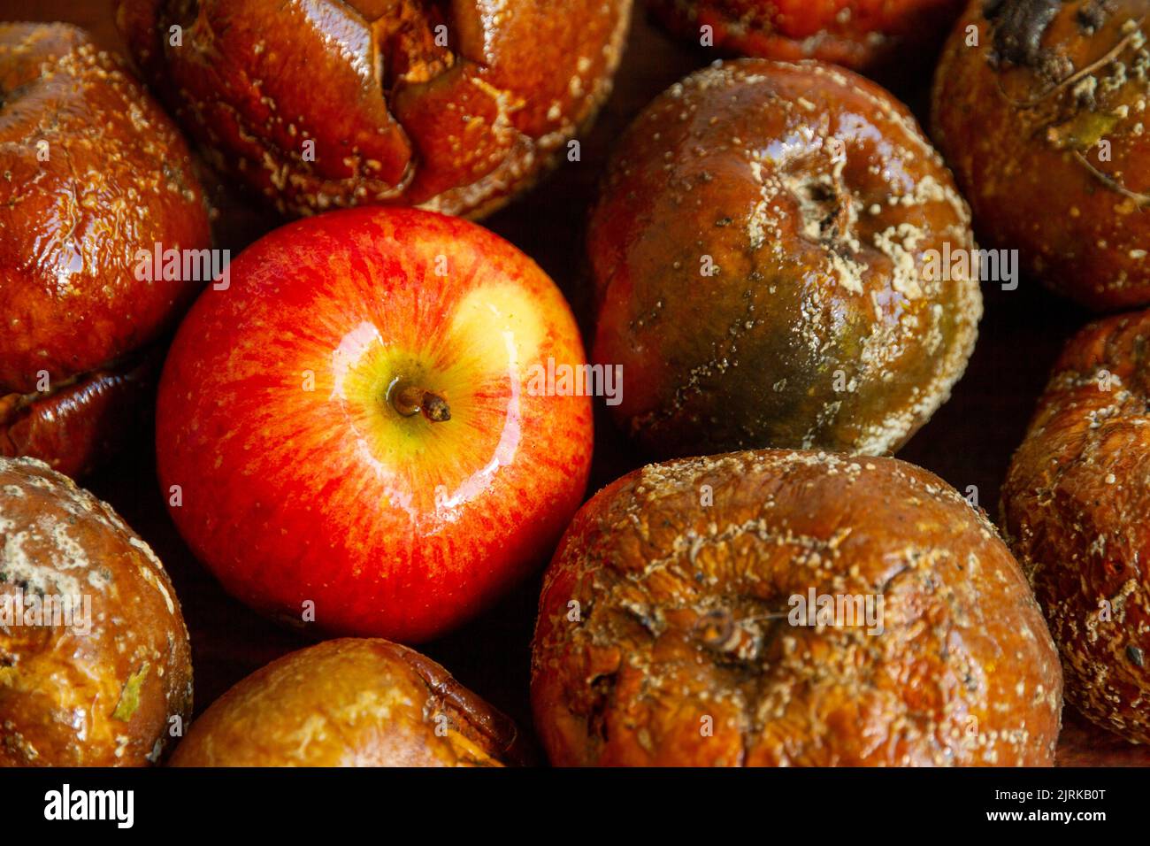 One good apple nestling in between a load of bad apples, viewed from above, implying the bad apples have taken over, or can the good apple fight back? Stock Photo