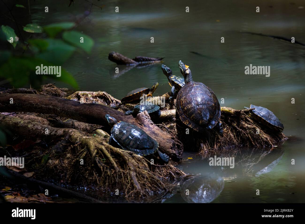 Red-eared Slider Turtle taking sun beside a pond in the rainforest of Metropolitan Park, Republic of Panama, Central America. Stock Photo