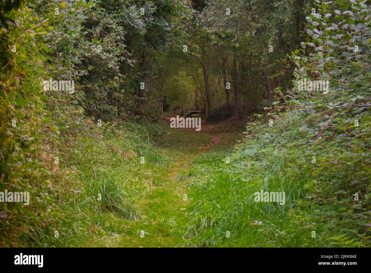 Pathway in the forest. Trail on woods. Camino de Santiago landscape. Pilgrimage concept. Hiking concept. Beauty in nature. Natural arch from trees. Stock Photo