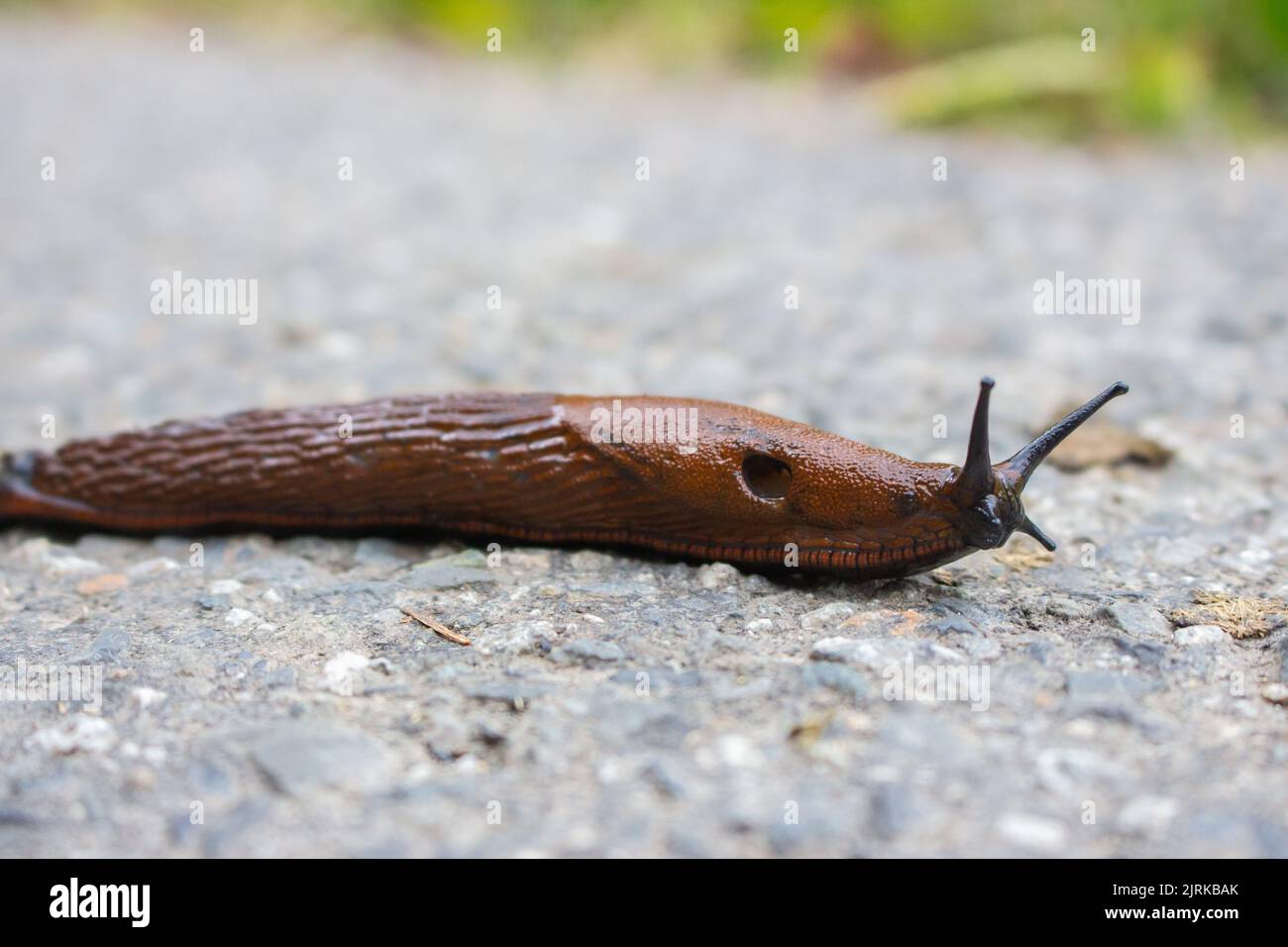 Snail close up. Snail on path. Wildlife, macro. Homeless snail. Stock Photo