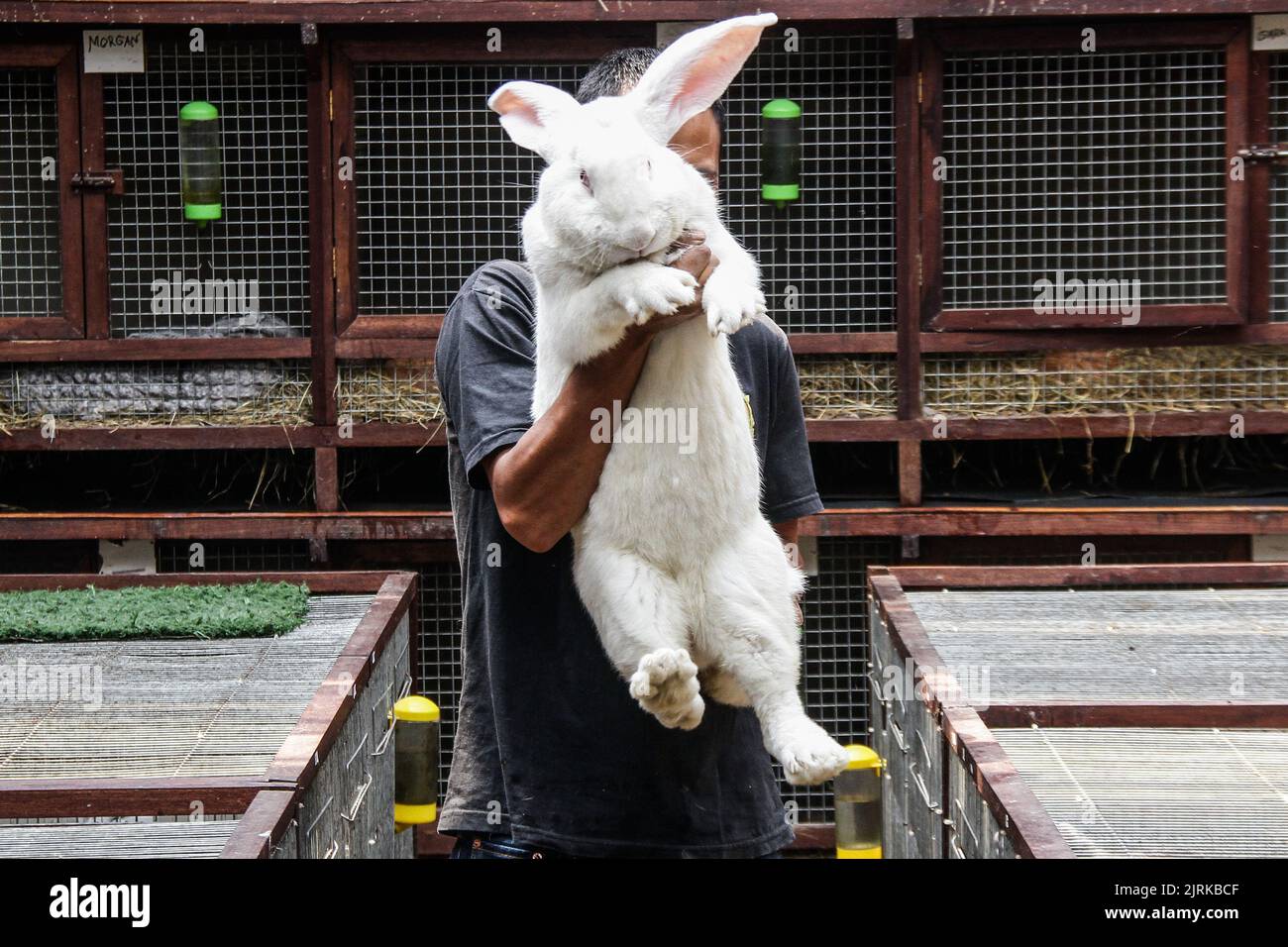 Lembang, West Java, Indonesia. 25th Aug, 2022. Breeders display the