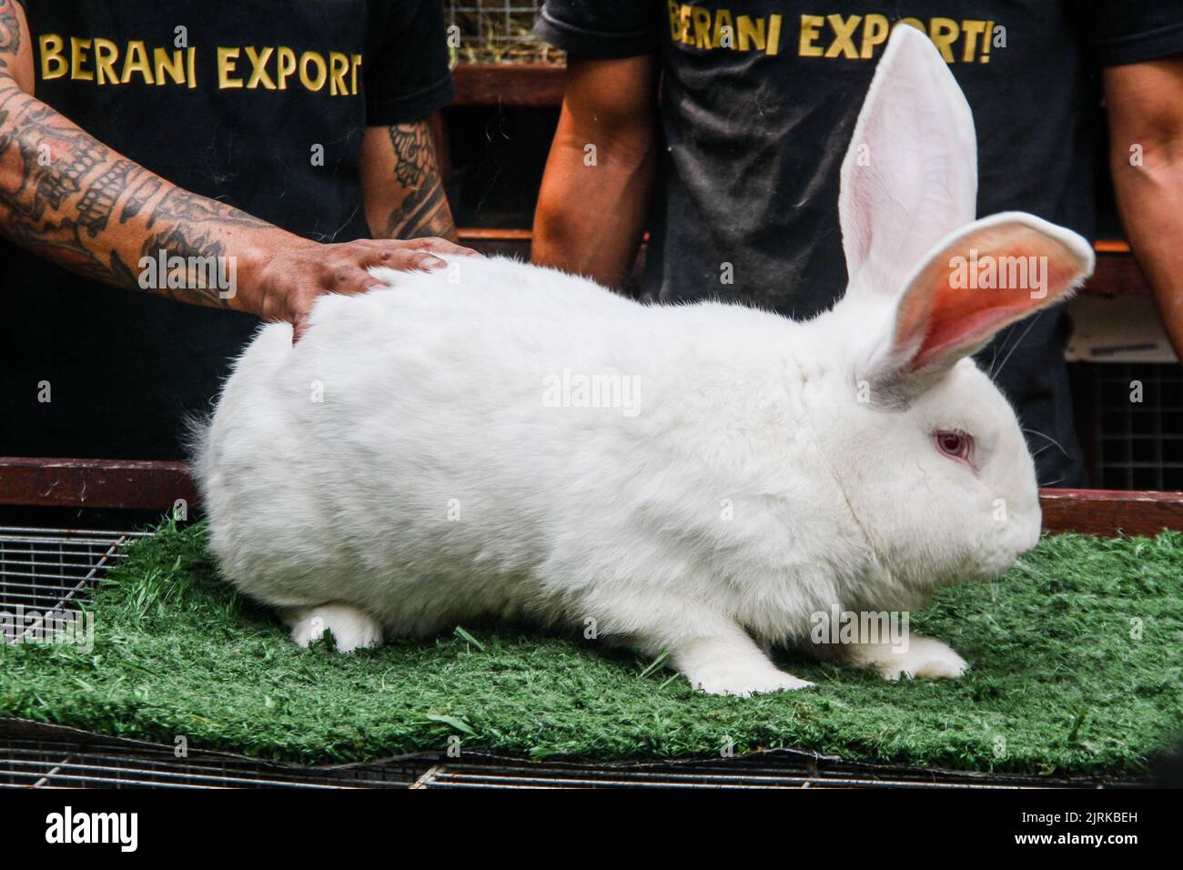 Lembang, West Java, Indonesia. 25th Aug, 2022. Breeders display the