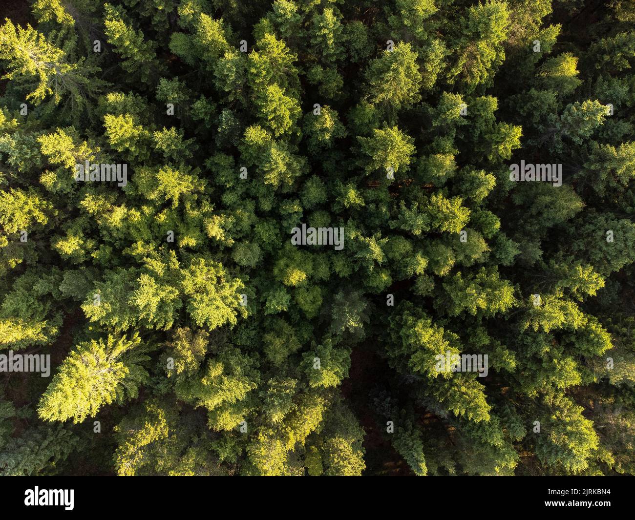 An aerial view of lush forest of green dense trees Stock Photo - Alamy