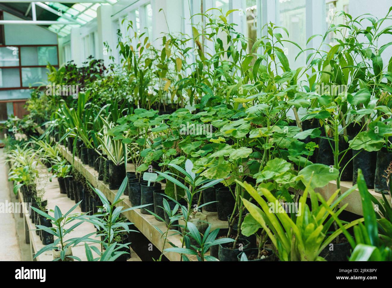 Nursary Plants growing inside green house. Kept for growing and selling