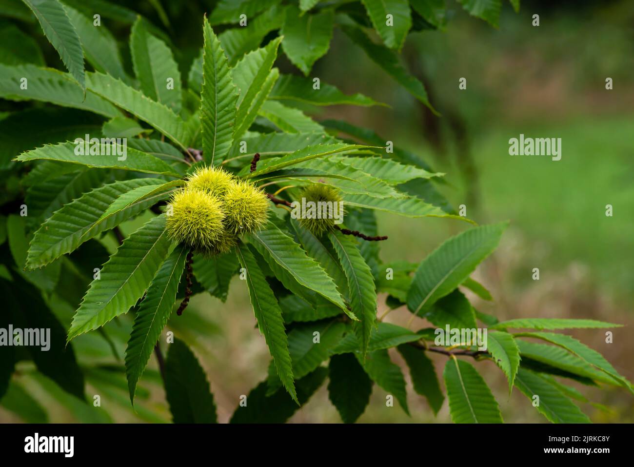 growing Castanea sativa ripening tasty edible fruits in spiny cupules, edible hidden seed nuts hanging on tree branches, green leaves Spanish Moldova Stock Photo