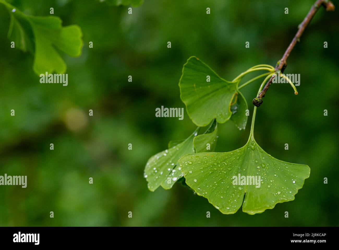 Ginkgo Biloba leaves Water Drops fruit Stock Photo Alamy