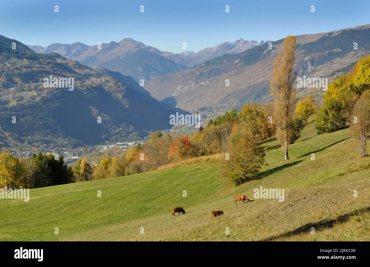 beautiful landscape in alpine valley mountain  with few cows grazing in meadow Stock Photo