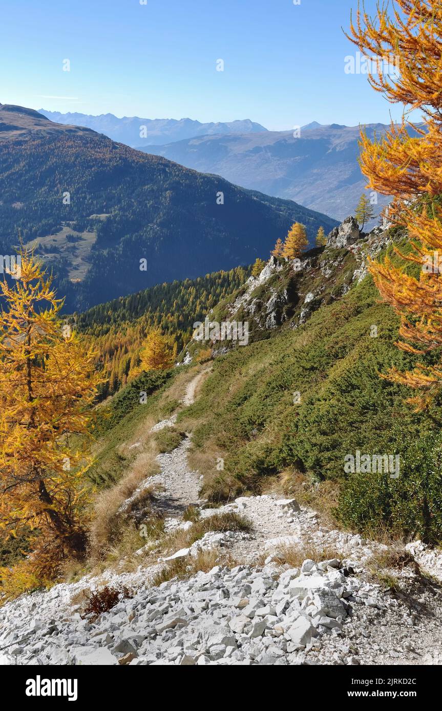 stony hiking trail in high altitudes in the Alps bordered by larch trees with golden colors Stock Photo