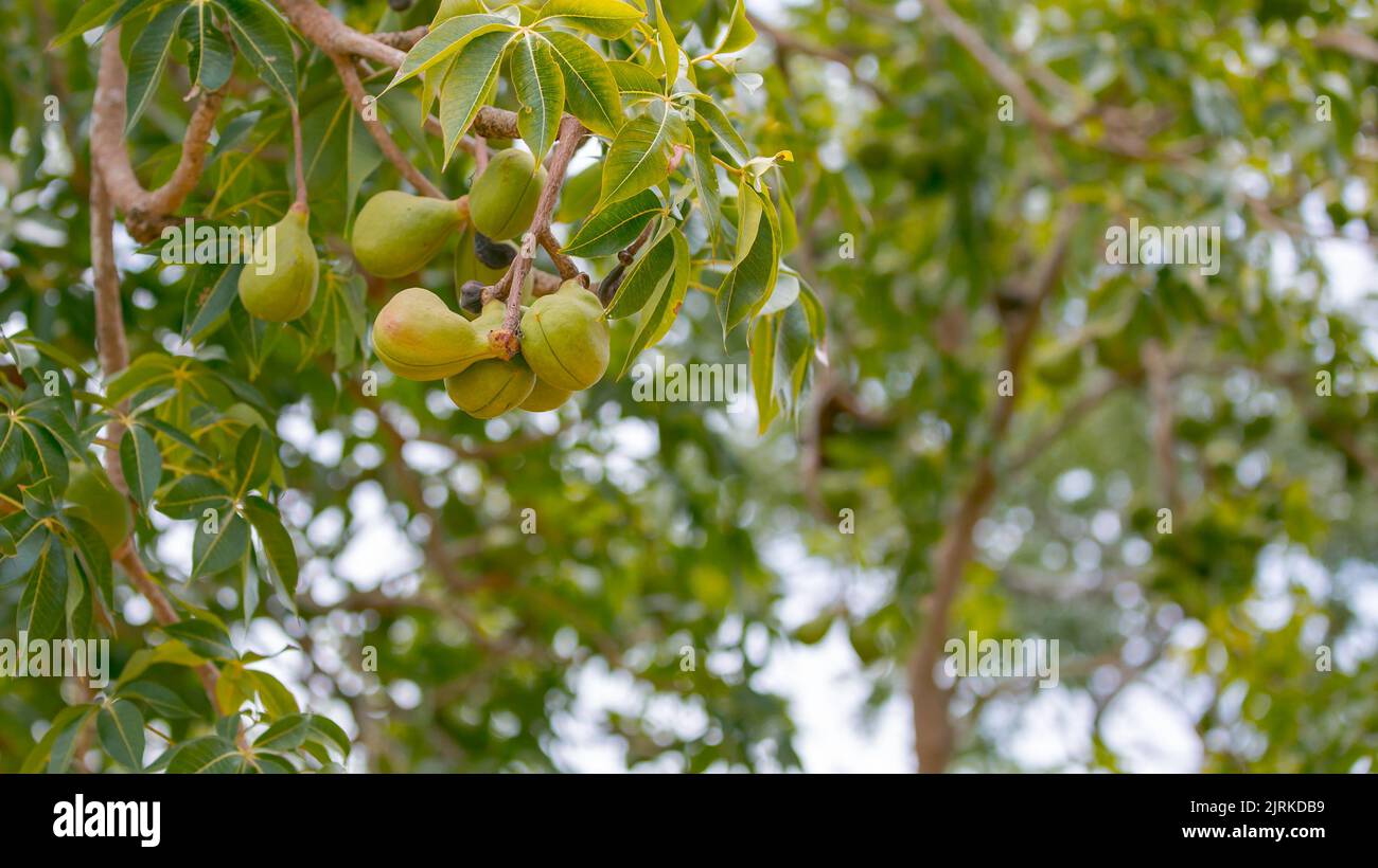 happy-bong-fruit-family-stock-photo-alamy