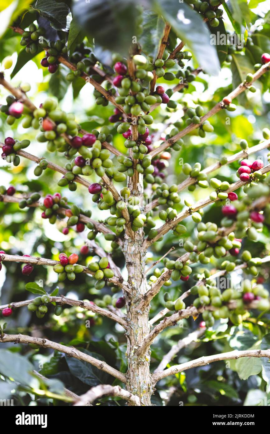 Green and red arabica coffee fruits ripening on branches of tree on