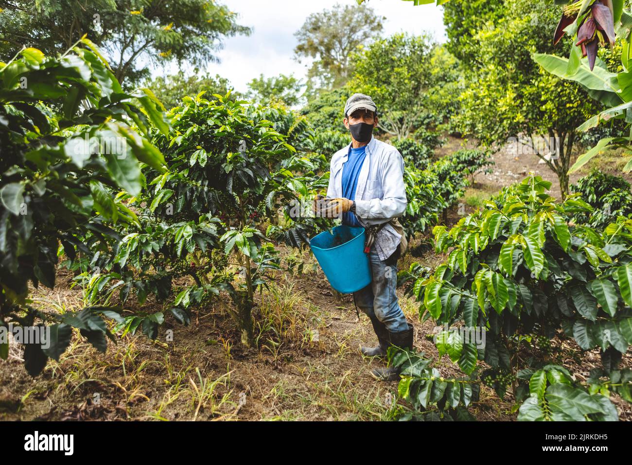Male farmer in face mask picking ripe berries from green coffee shrub