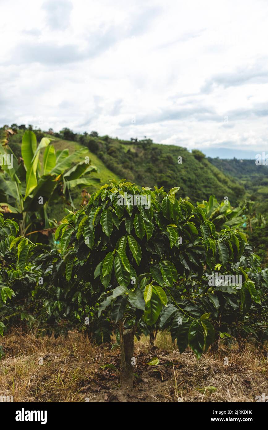 Hillside with green shrubs and tropical plants on coffee plantation in