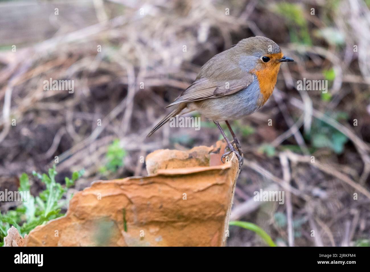 European Robin (erithacus rubecula) in a garden in winter Stock Photo
