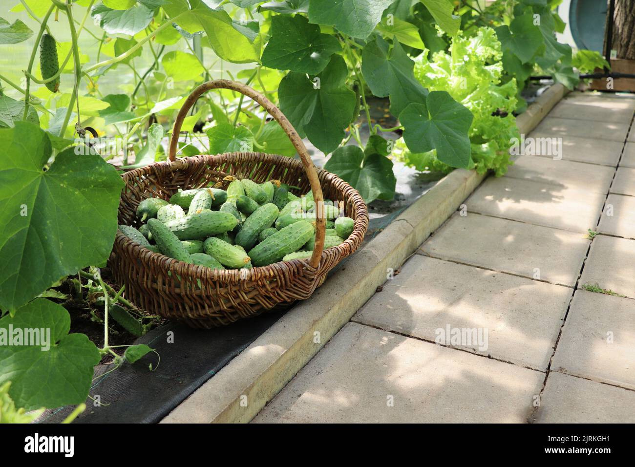 Freshly picked harvest of young cucumbers in a wicker basket. Growing natural and healthy vegetables. Country life. Healthy lifestyle Stock Photo