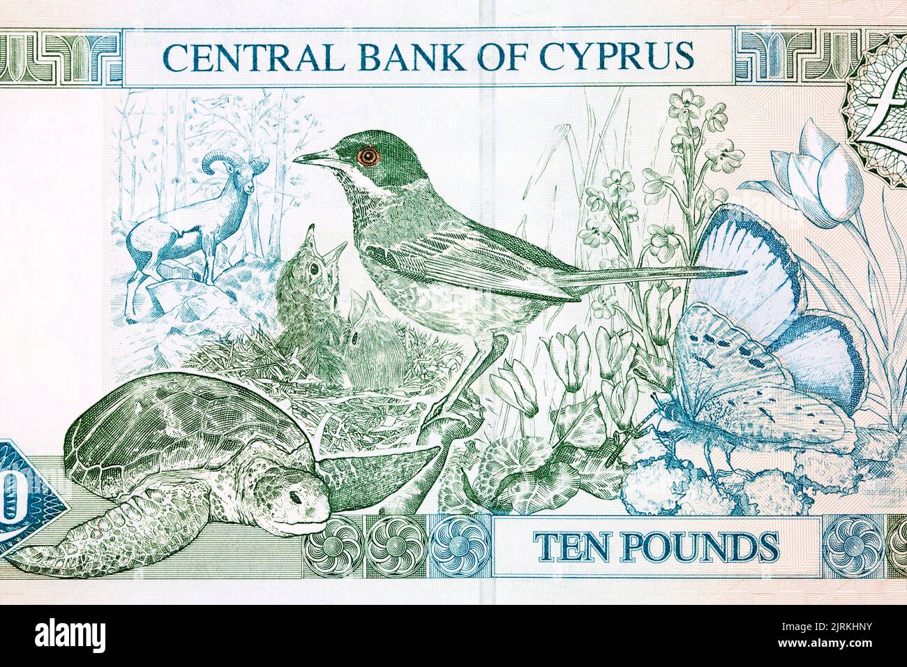 Cyprus warbler, green turtle, Paphos blue butterfly, Cyprus mouflon, Tulipa cypria, Cyclamen from money - Cypriot Pounds Stock Photo