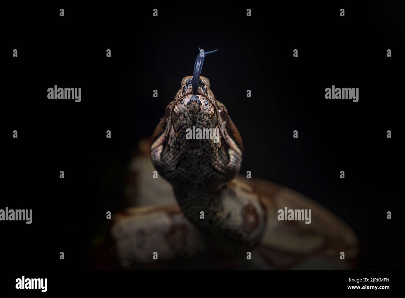 Boa constrictor hanged on tree over dark background Stock Photo