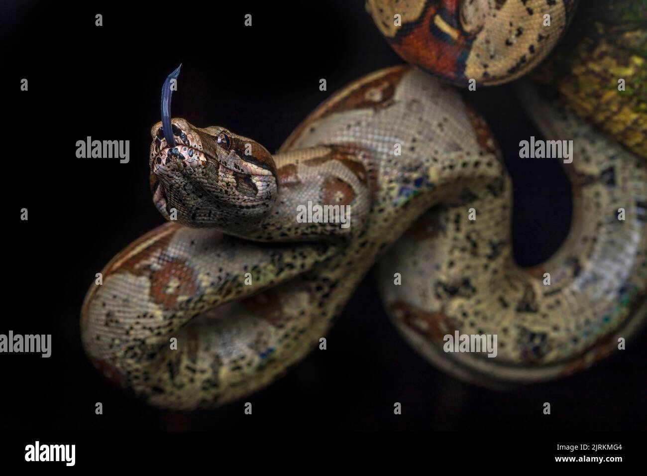 Boa constrictor hanged on tree over dark background Stock Photo