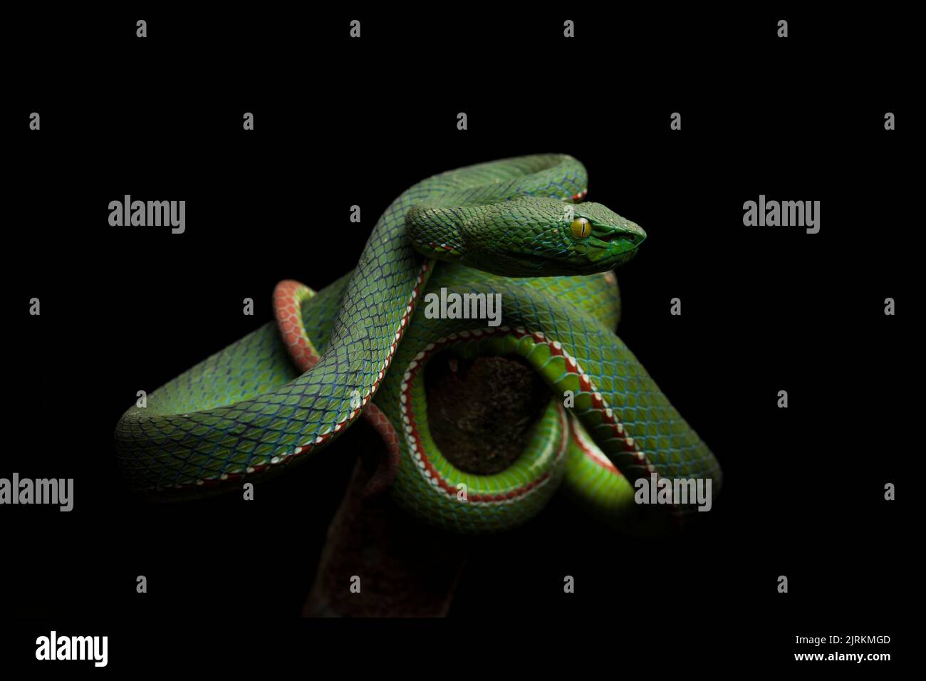 Popeia fucata: Viper Snake from Malaysia Stock Photo - Alamy