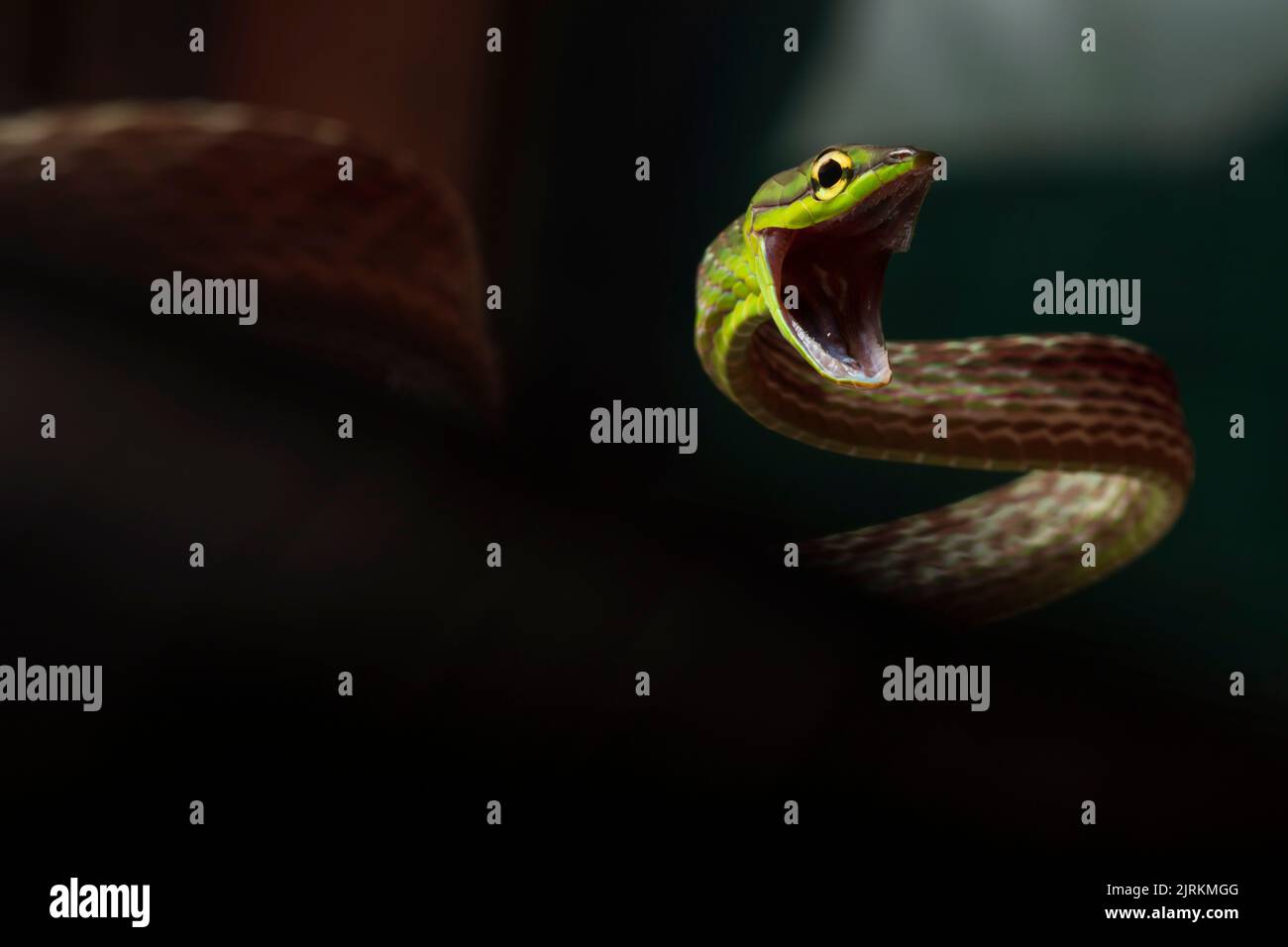 Cope snake from Ecuador with open mouth over dark background. Oxybelis Brevirostris Stock Photo