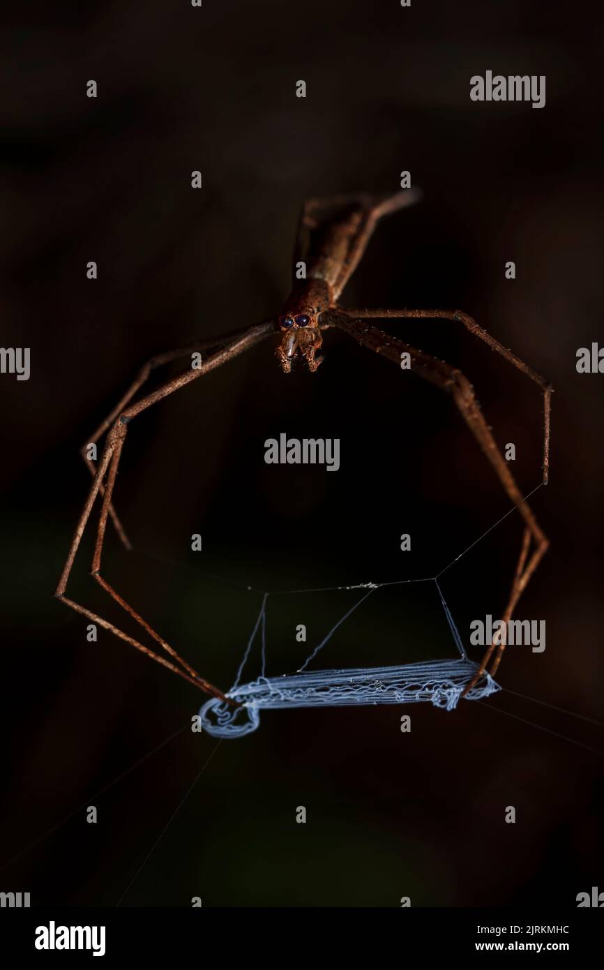 Deinopis spp Net casting spider Stock Photo Alamy