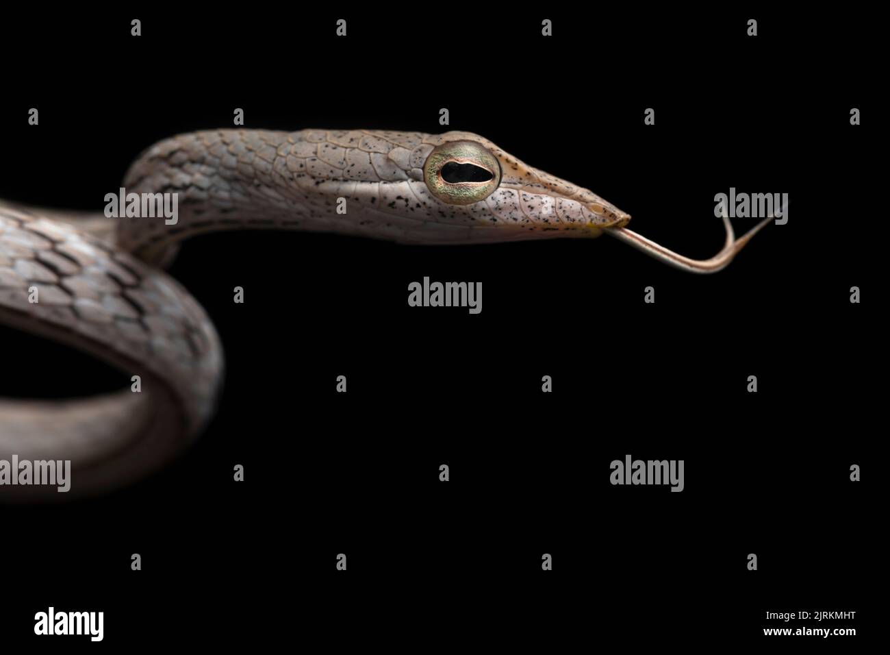 Oxybelis brevirostris: cope snake from Ecuador Stock Photo