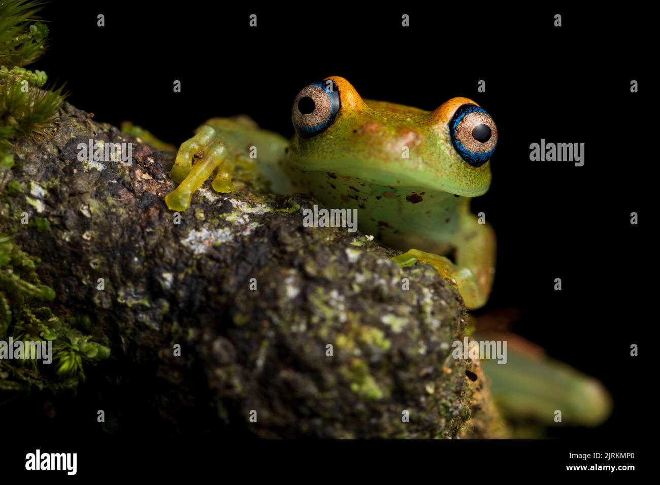 Boophis viridis: Green toad from Madagascar Stock Photo