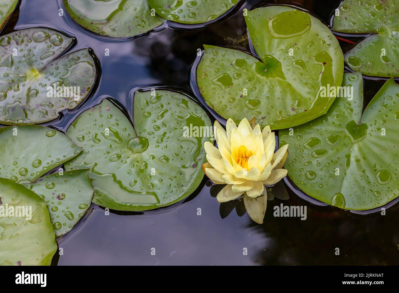 Nymphaea, white water lily flower on water surface, green leaves around, top view Stock Photo