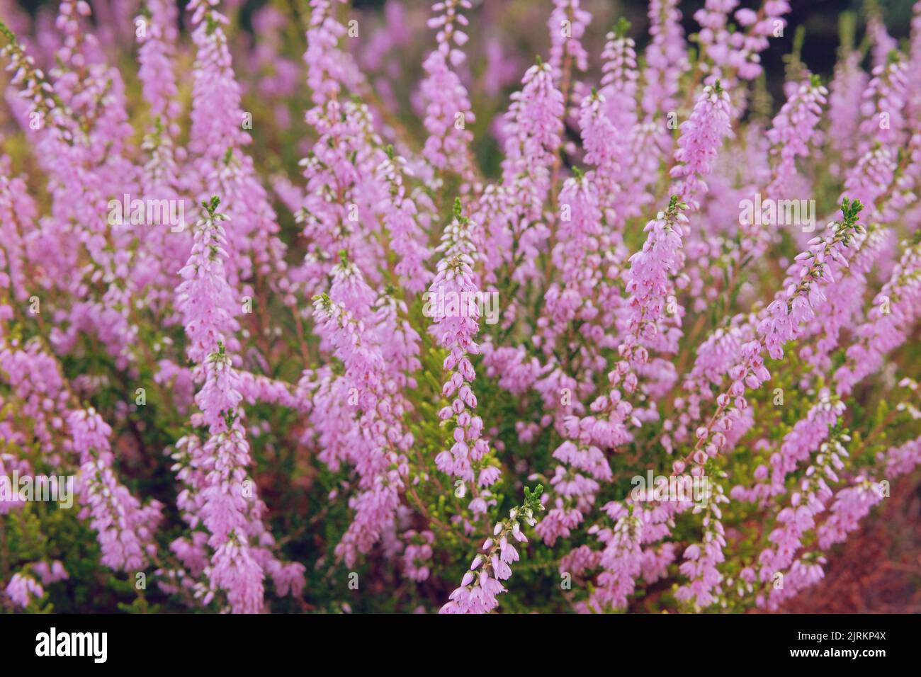Purple pink common heather. Calluna vulgaris. Landscape plant heather. Nature floral background. Stock Photo