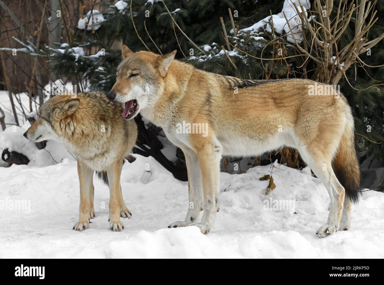 Gray Wolf couple (Canis lupus) in winter Stock Photo