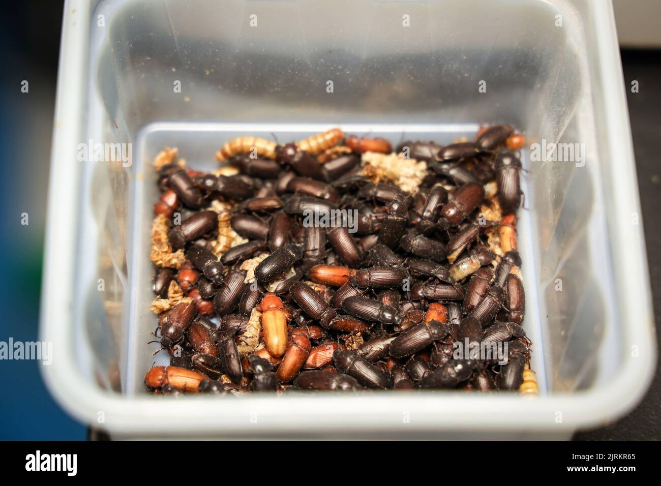 Site of the company Ynsect in Damparis, near Dole, in the Jura ...