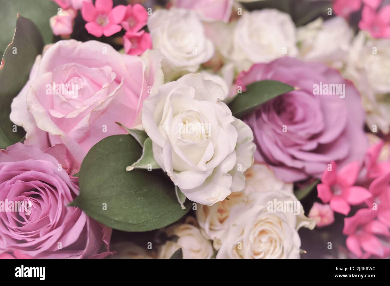 Pink Violet Roses Close up of fresh pink,white and violet roses bouquet, gift for women ...