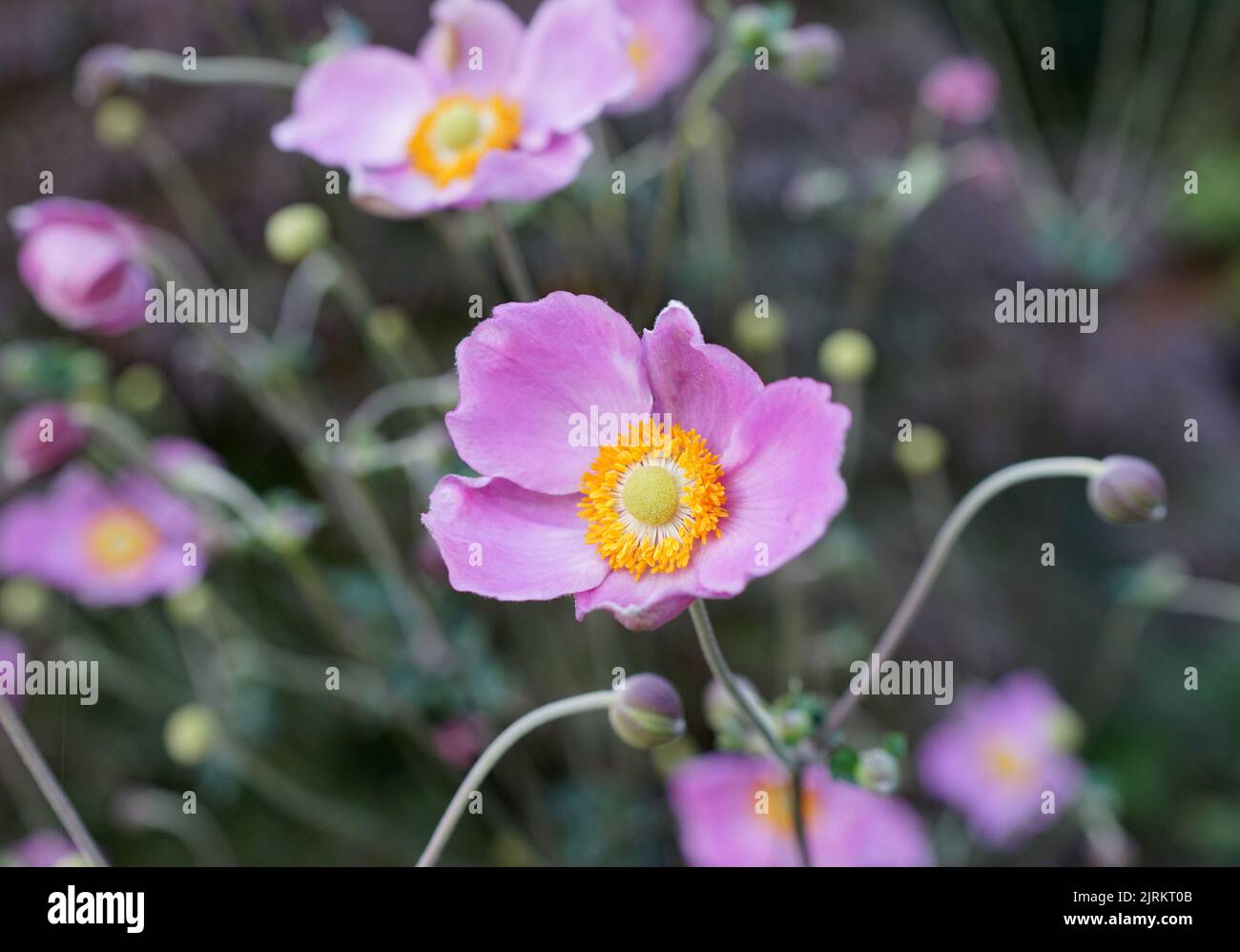 A pink Eriocapitella hupehensis  flower with a blurred background. This plant was called Anemone japonica in the past. Other names of this plant are: Stock Photo