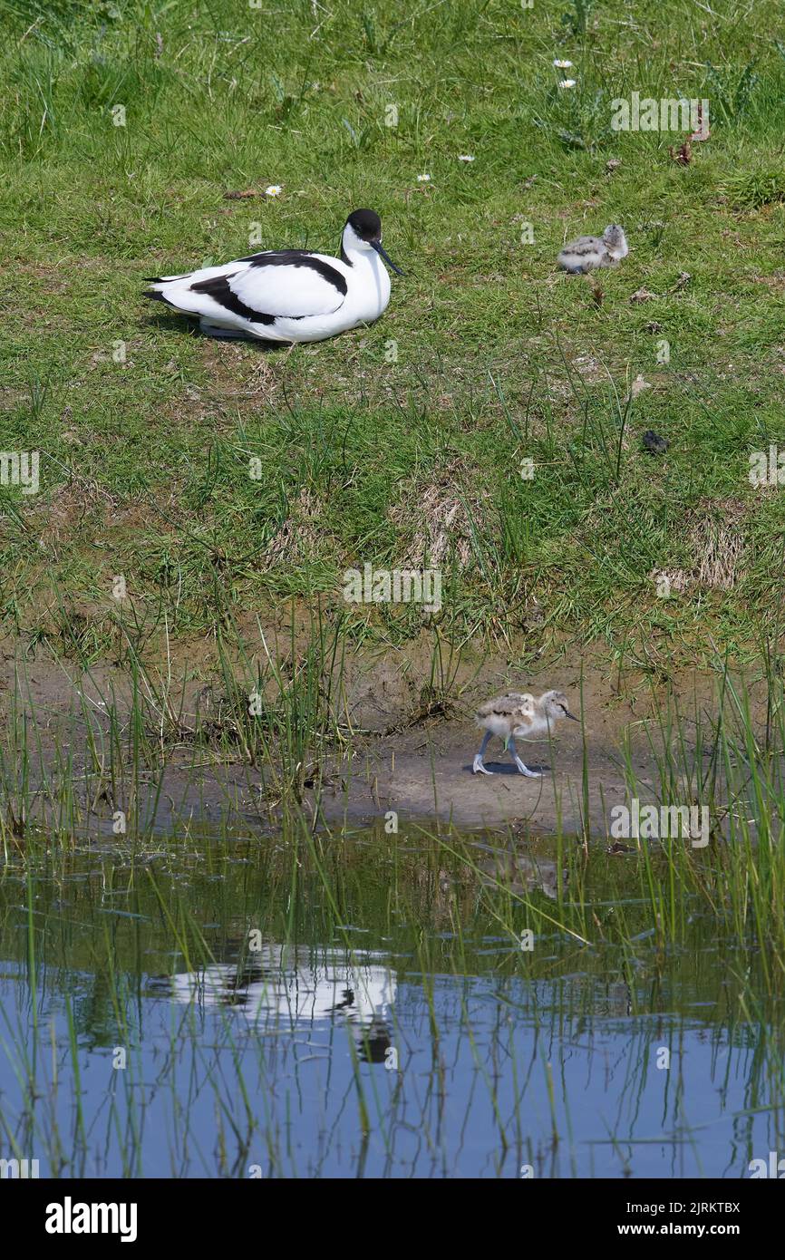 Recurvirostra avosetta, Säbelschnäbler, pied avocet, Katinger Watt, Nationalpark Schleswig-Holsteinisches Wattenmeer Stock Photo