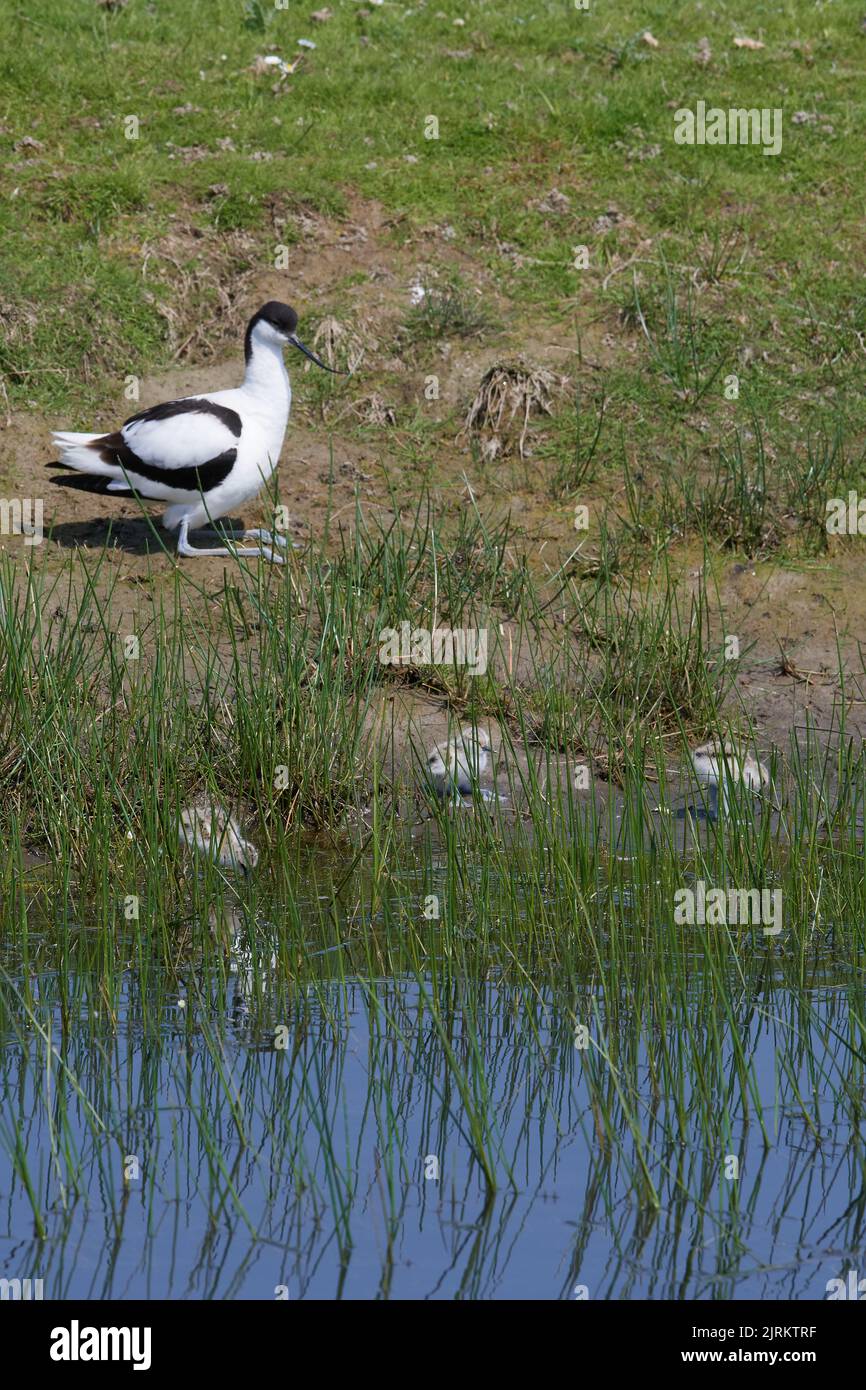 Recurvirostra avosetta, Säbelschnäbler, pied avocet, Katinger Watt, Nationalpark Schleswig-Holsteinisches Wattenmeer Stock Photo