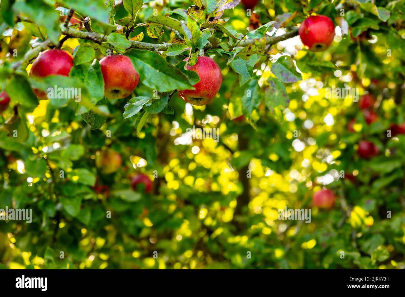 Beautiful ripe red apples in the fall on an apple tree Stock Photo - Alamy