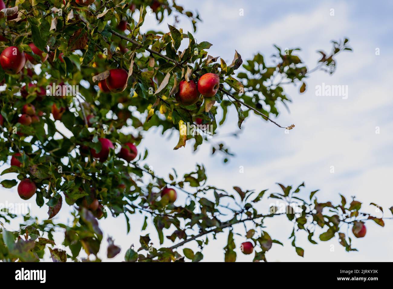 Beautiful ripe red apples in the fall on an apple tree Stock Photo - Alamy